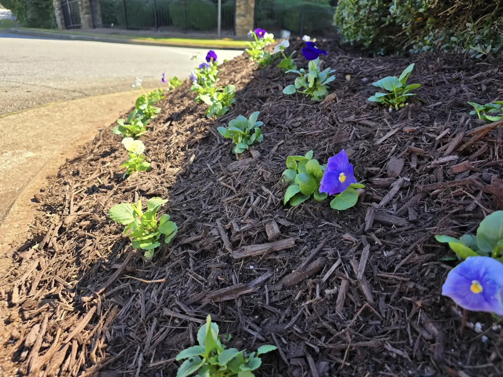 Planting